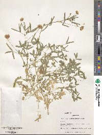 Trifolium glanduliferum image