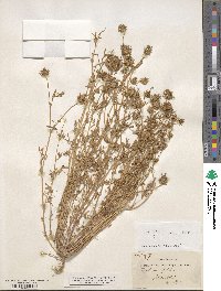 Trifolium glanduliferum image