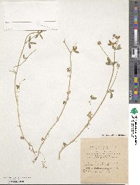 Trifolium glanduliferum image