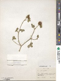 Trifolium hirtum image