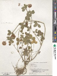 Trifolium hybridum image