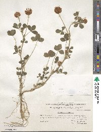 Trifolium hybridum image