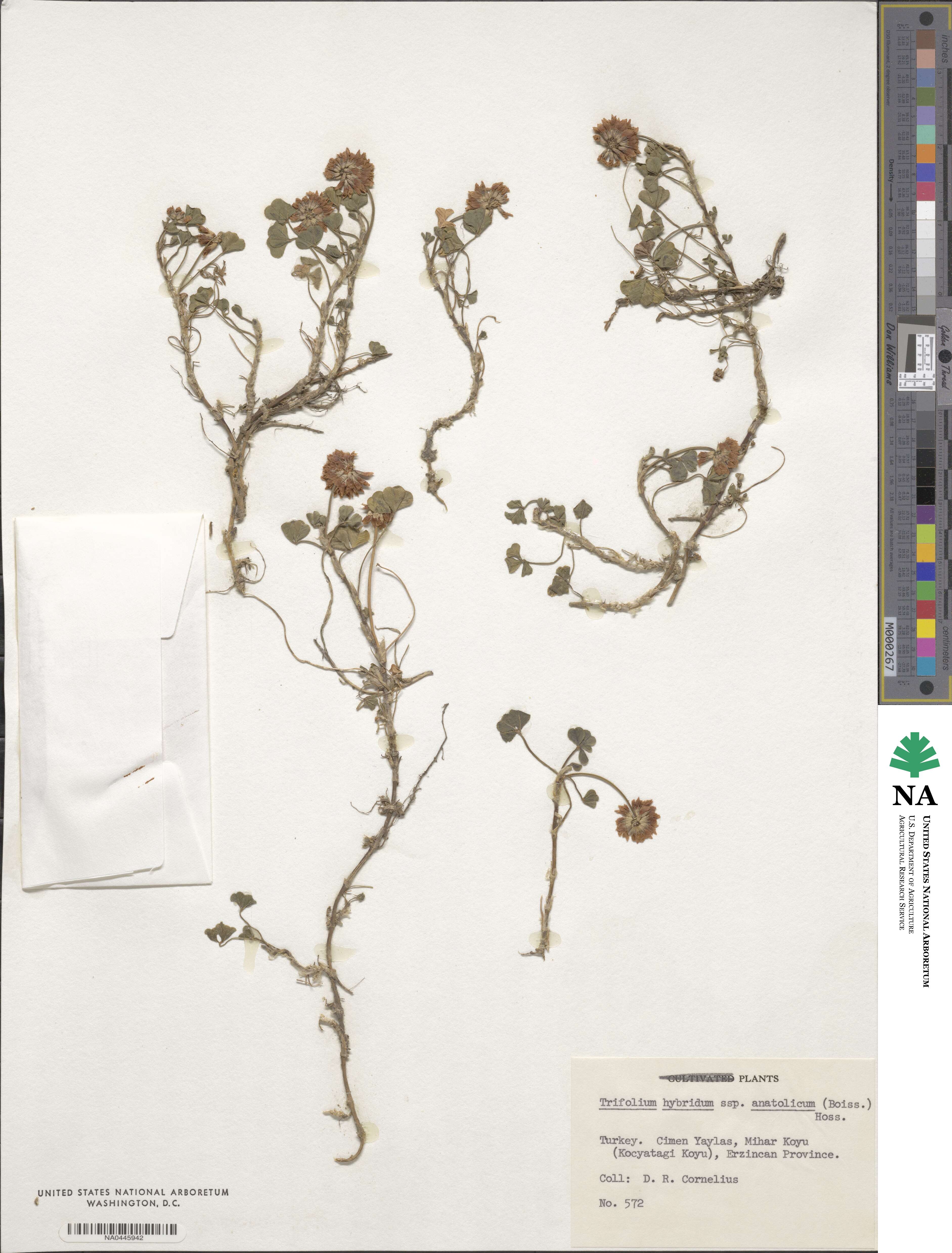 Trifolium hybridum subsp. anatolicum image
