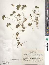 Trifolium israeliticum image