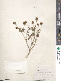 Trifolium lappaceum image