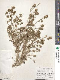 Trifolium lappaceum image