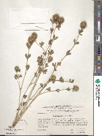 Trifolium lappaceum image