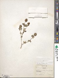 Trifolium lappaceum image