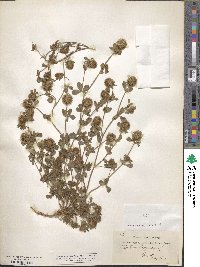 Trifolium lappaceum image