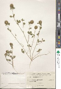 Trifolium lappaceum image