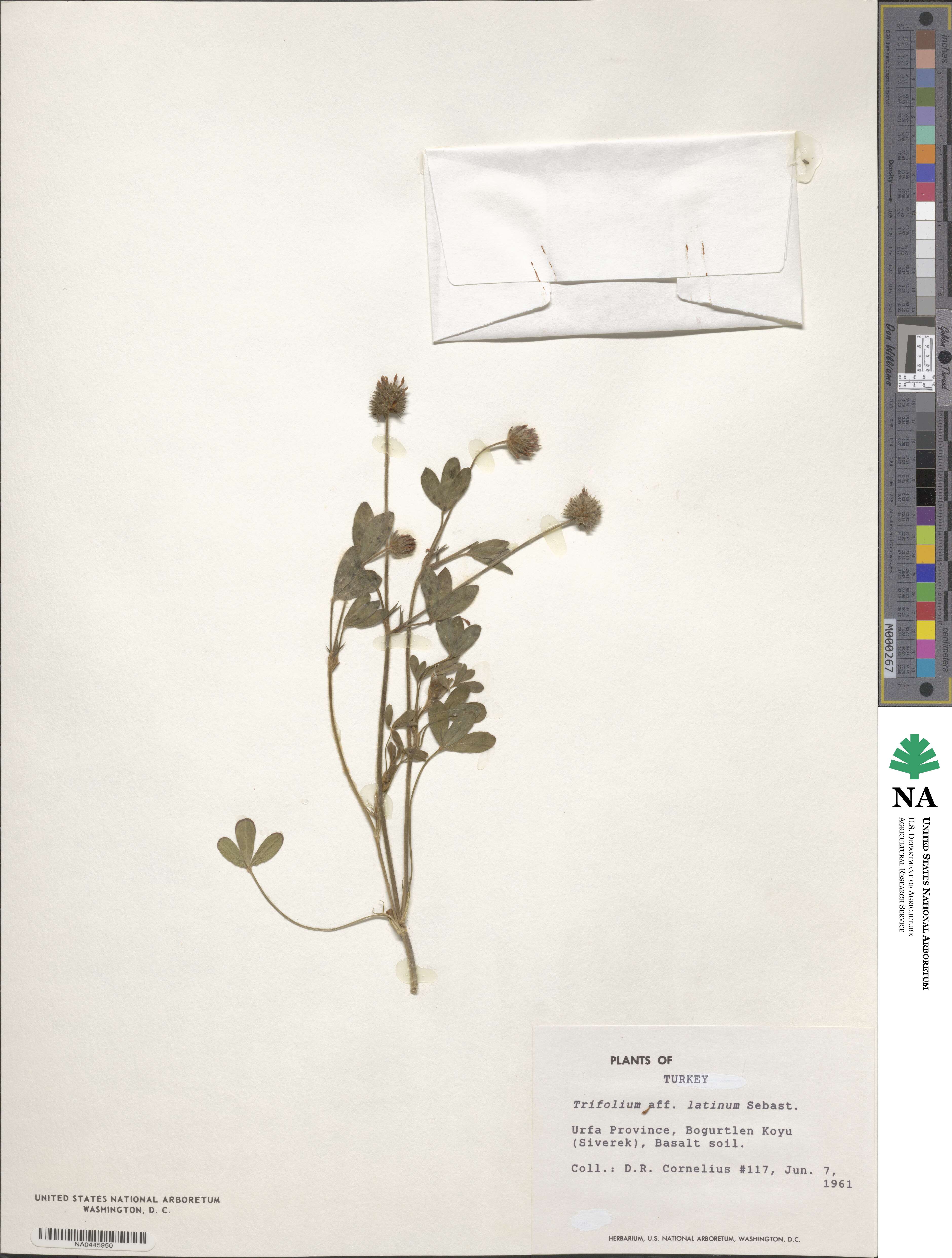 Trifolium latinum image
