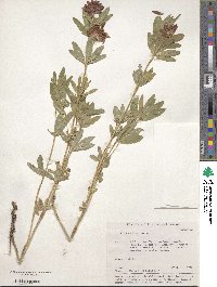 Trifolium lupinaster image