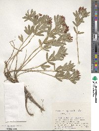 Trifolium lupinaster image