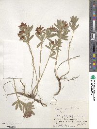 Trifolium lupinaster image