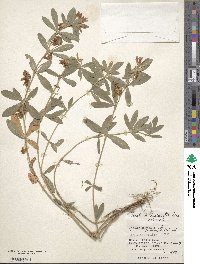 Trifolium lupinaster image