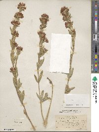 Trifolium lupinaster image