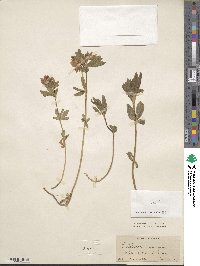 Trifolium lupinaster image