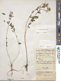 Trifolium lupinaster image