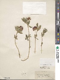 Trifolium lupinaster image