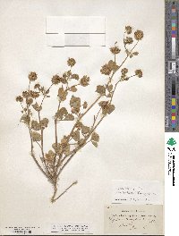 Trifolium nigrescens subsp. petrisavii image