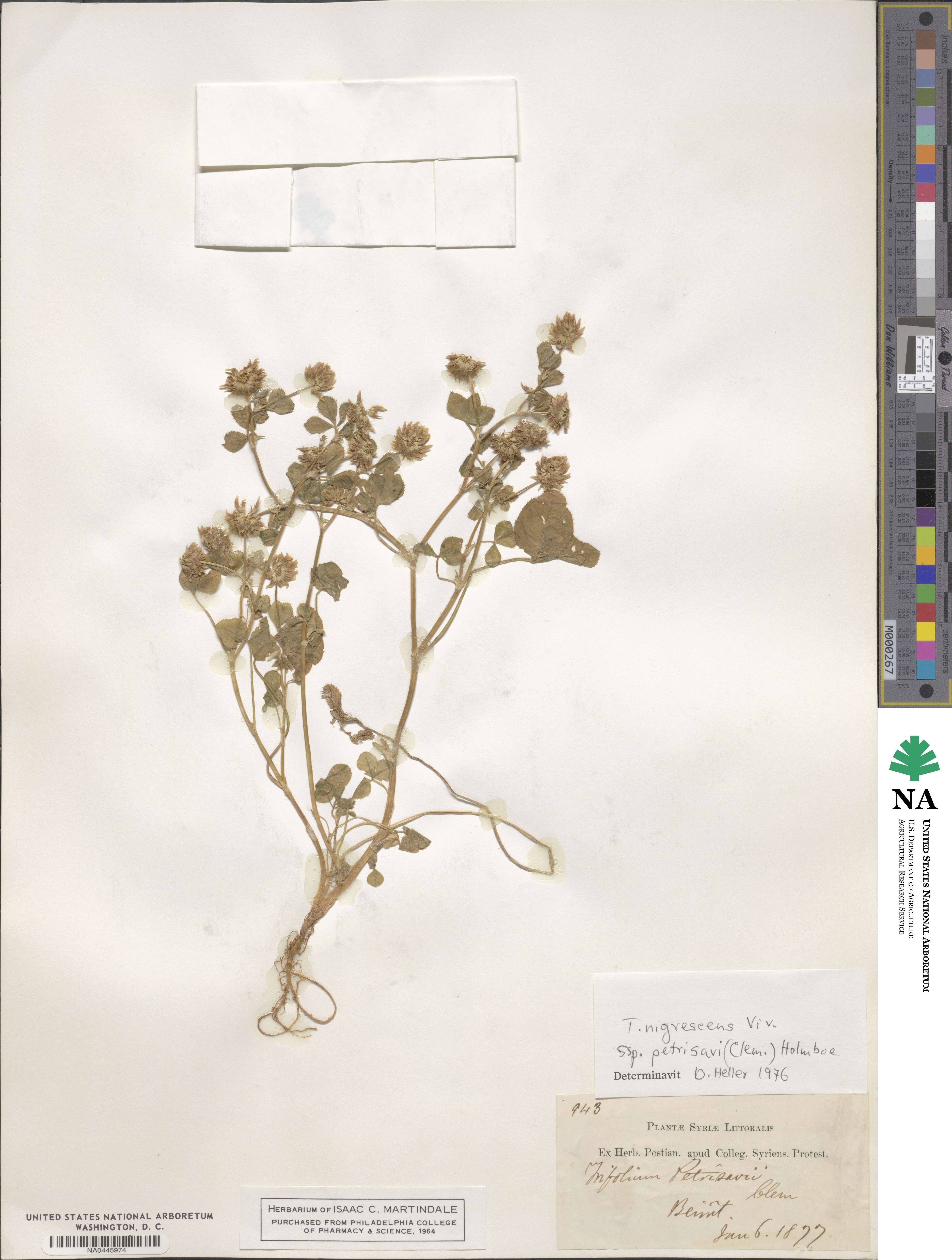Trifolium nigrescens subsp. petrisavii image