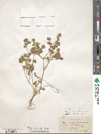 Trifolium nigrescens subsp. petrisavii image