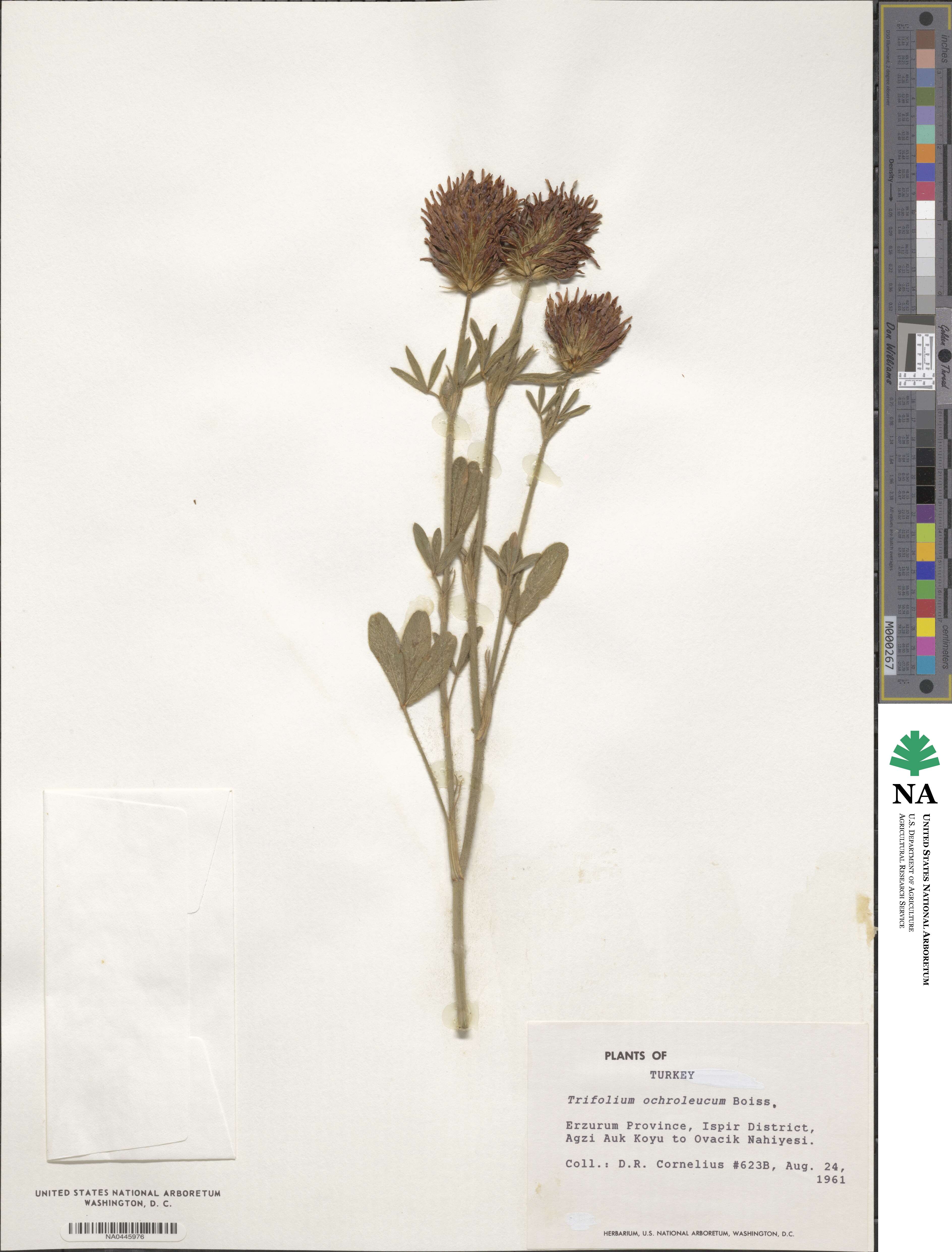 Trifolium ochroleucum image