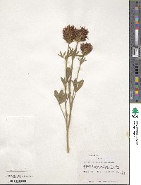 Trifolium ochroleucum image