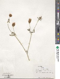 Trifolium ochroleucum image