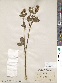 Trifolium pannonicum image