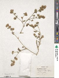 Trifolium pauciflorum image