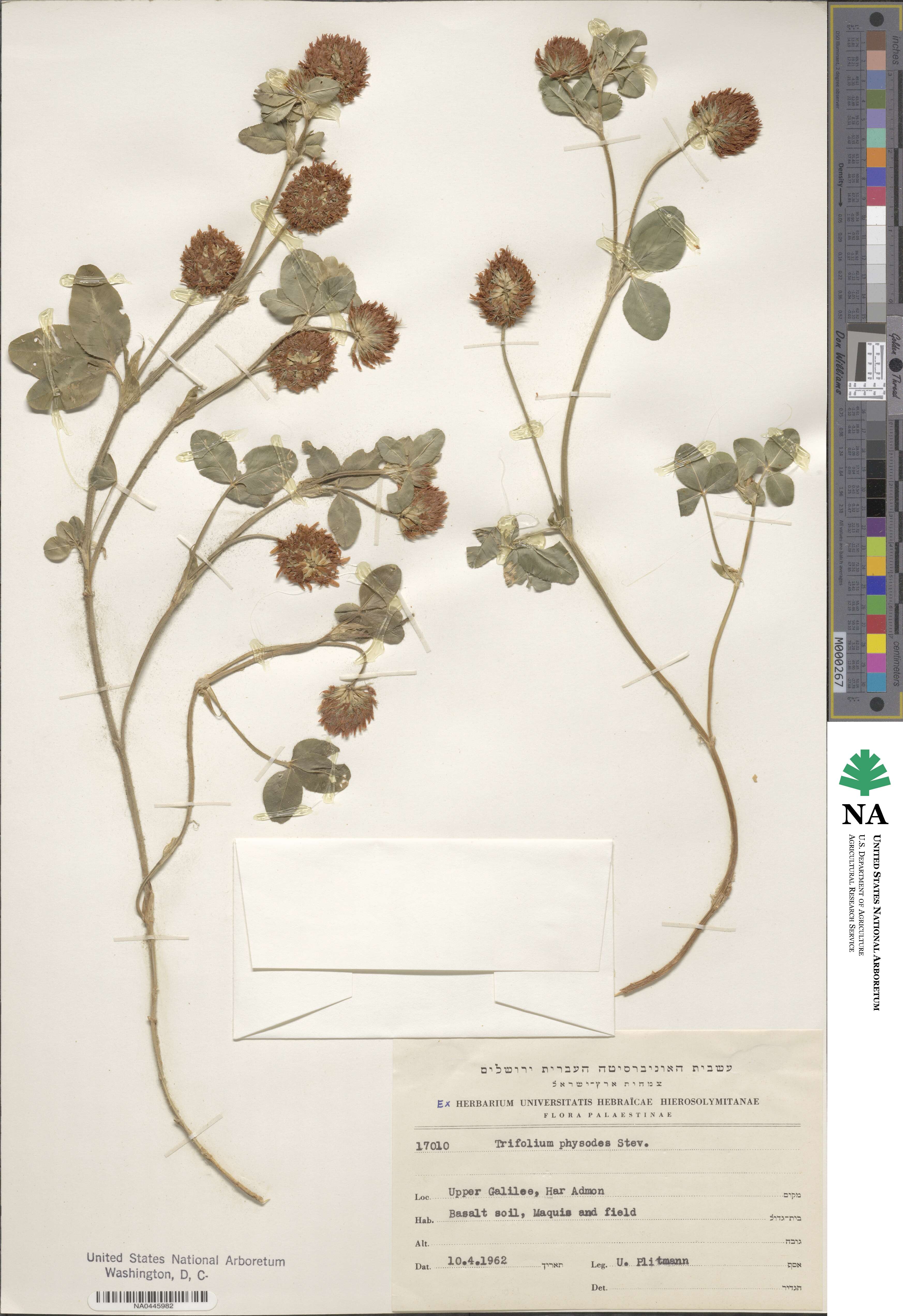 Trifolium physodes image