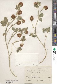 Trifolium physodes image