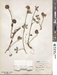 Trifolium pratense image