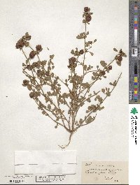 Trifolium procumbens image