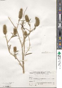 Trifolium purpureum image