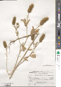 Trifolium purpureum image