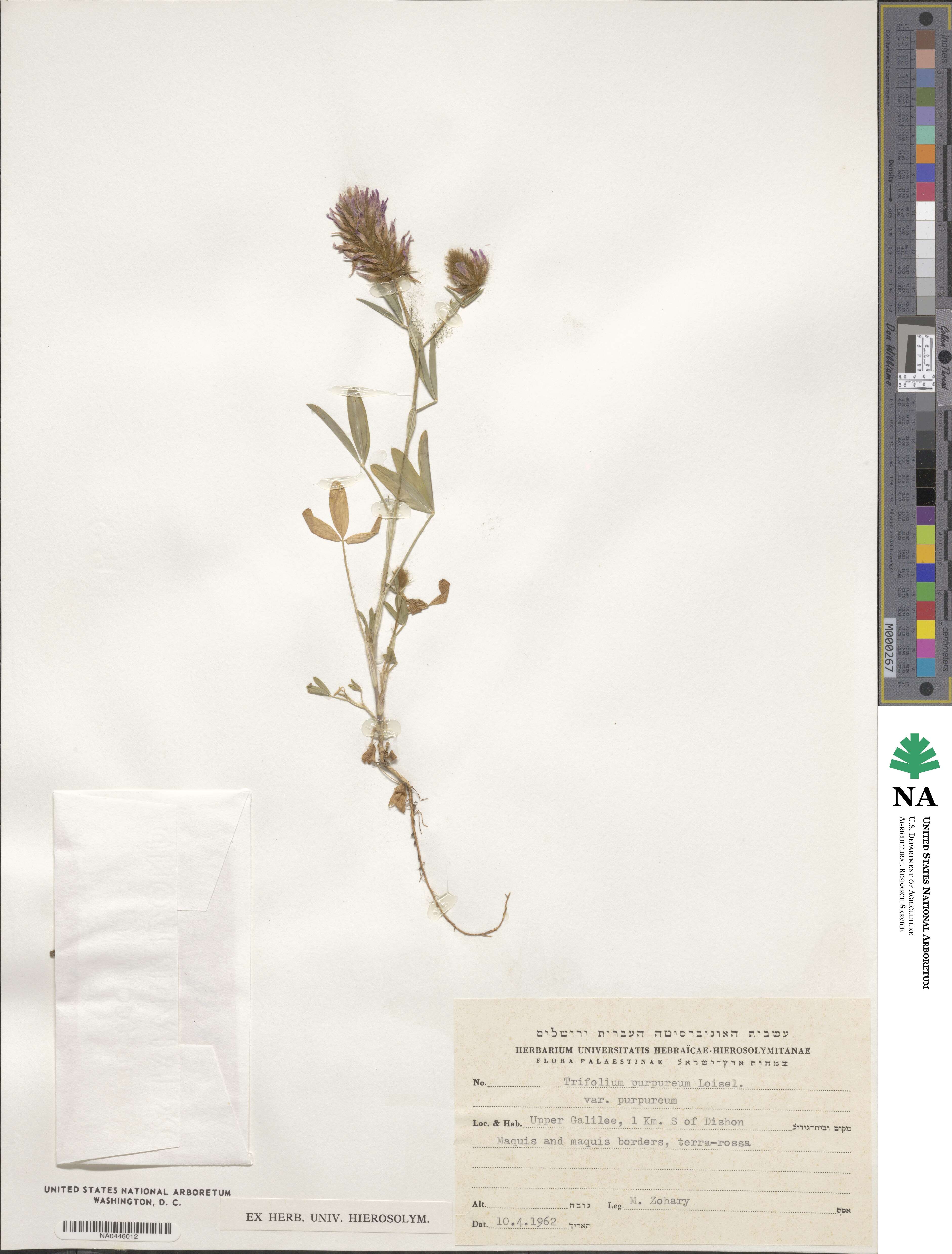Trifolium purpureum image