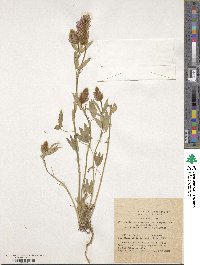 Trifolium purpureum image