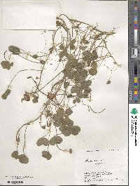 Trifolium repens image