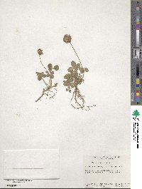 Trifolium repens image