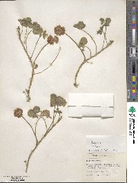 Trifolium repens image