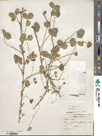 Trifolium repens image