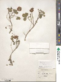 Trifolium repens image