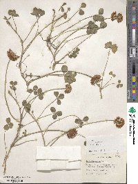 Trifolium repens image