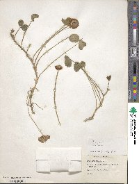 Trifolium repens image