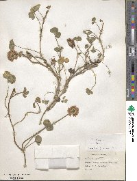 Trifolium repens image