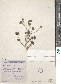 Trifolium repens image