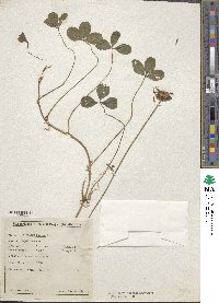 Trifolium repens image