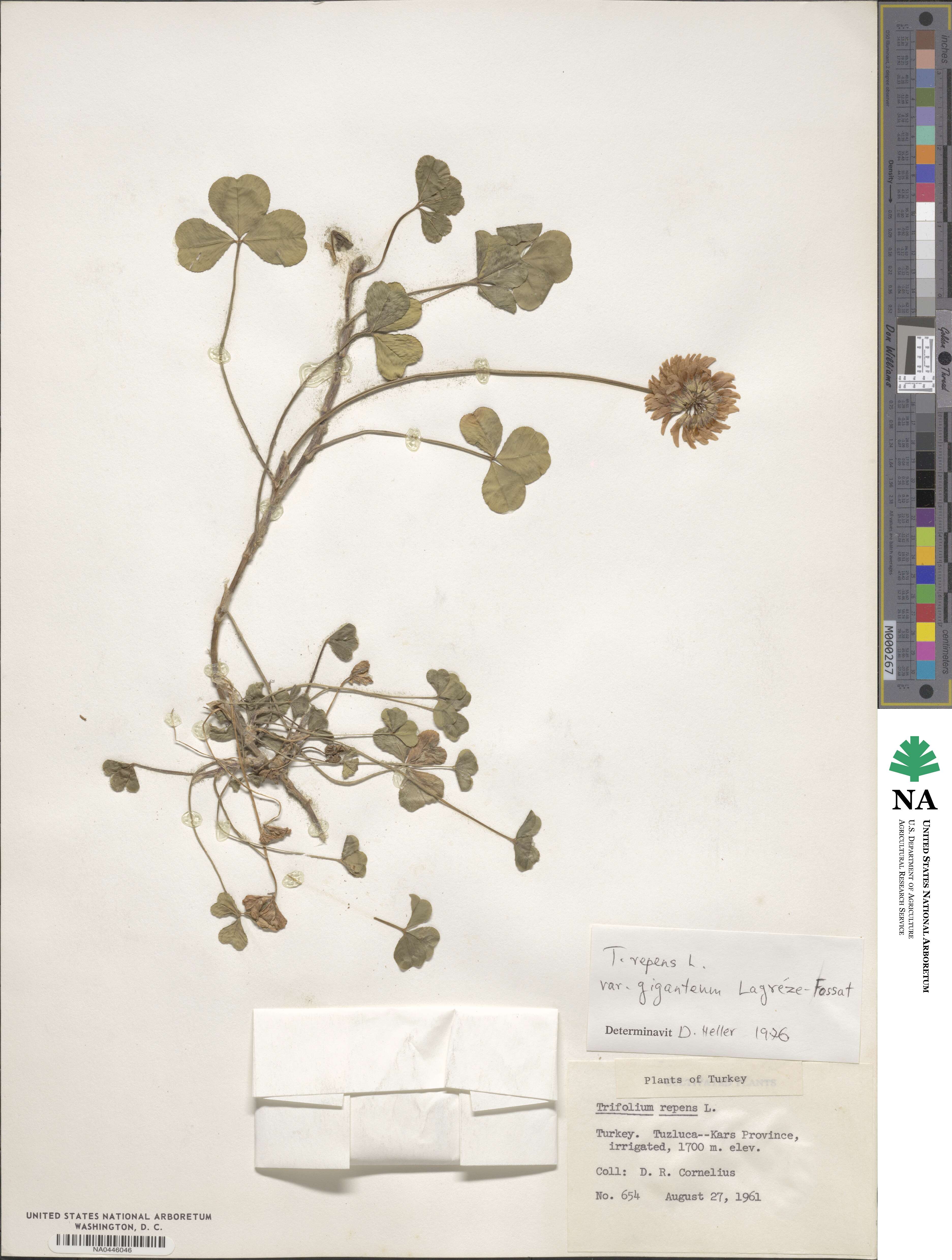 Trifolium repens image